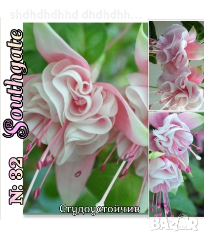 Фуксия за Градината и Балкона , снимка 6 - Градински цветя и растения - 54220620