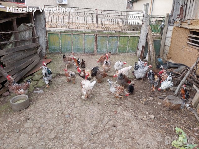 Продавам яйца от смесено стадо кокошки , снимка 10 - Кокошки и пуйки - 44311606