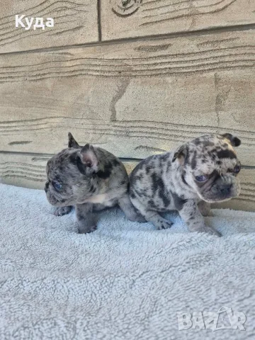 Френски Булдог Blue Lilac Merle, снимка 8 - Френски булдог - 56358879