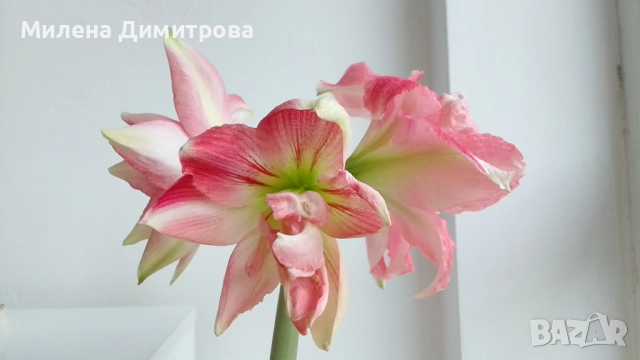 Амарилиси различни цветове , снимка 2 - Стайни растения - 52243503