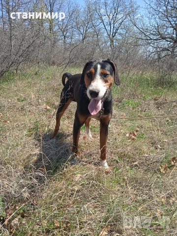 трицветно гонче, снимка 4 - Гонче - 52877981