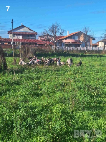 Домашни селски пуйки , снимка 4 - Кокошки и пуйки - 52592510