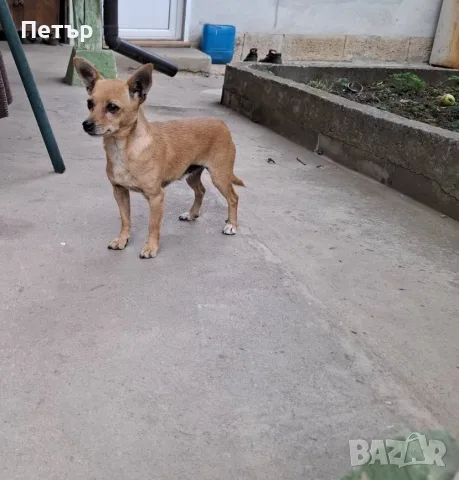 Продавам пинчери, снимка 2 - Пинчер - 56453271