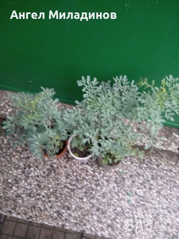 Седефче, Миризлив сънчец За подагра, импотентност., снимка 2 - Градински цветя и растения - 37017525