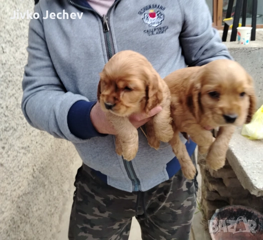 Кокер Шпаньол , снимка 2 - Кокер шпаньол - 54265817