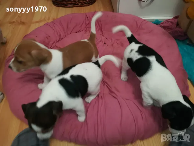 БЕБЕ ДЖАК 250ЛВ ЗА ЕДНО 0402251938, снимка 16 - Джак ръсел териер - 48968353