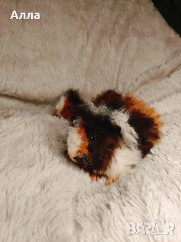 Морски свинчета с дълга коса и къдрава коса , снимка 4 - Морски свинчета - 52933885