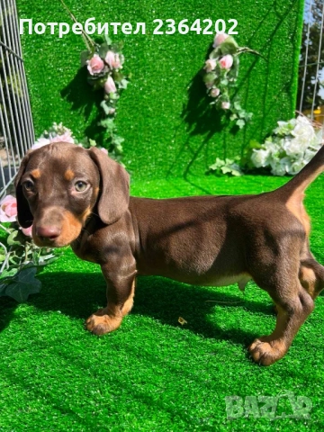Мини дакел шоколад, снимка 1