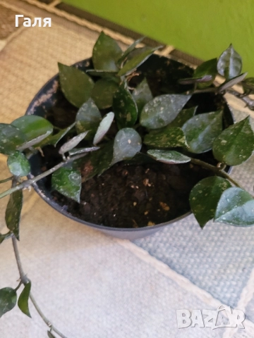 Хоя - Восъчно Цвете, снимка 5 - Стайни растения - 51776513