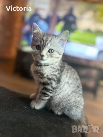 британски котета, снимка 10 - Британска късокосместа - 53887530