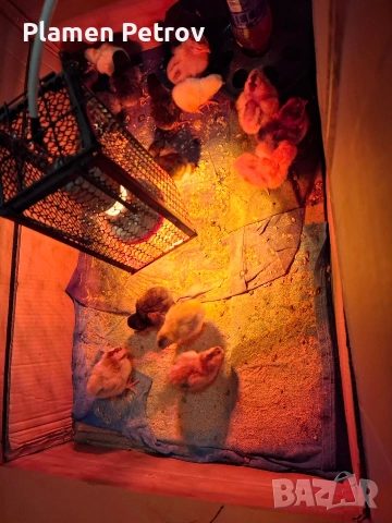 Домашни Пиленца, снимка 2 - Кокошки и пуйки - 53989267