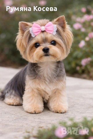 Йоркширски териер