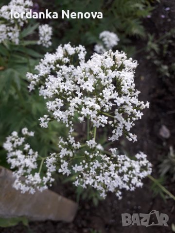 Дилянка (валериана)