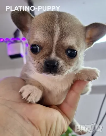 Чихуахуа Джудже момиче., снимка 3 - Чихуахуа - 48317234