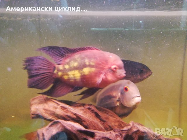 Hypselecara temporalis, снимка 2 - Рибки - 42481345