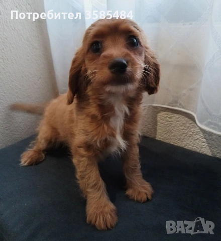 Шпаньол момиче 