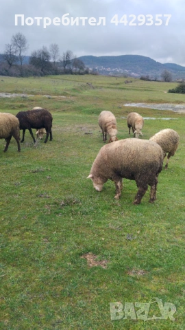 Ил дьо Франс- коч, снимка 3 - Овце - 53365561