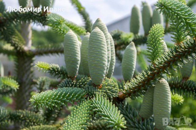 Семена от иглолистни дървета-Секвоя Бор Смърч Кедър Ела Тис Кипарис Туя Криптомерия Гинко, снимка 15 - Сортови семена и луковици - 25642320