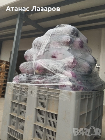 Продавам ЧЕРВЕНО ЗЕЛЕ на едро., снимка 3 - Разсади - 52816551