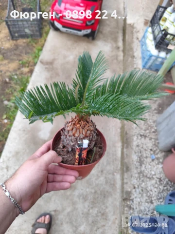 ЦИКАС, снимка 5 - Разсади - 48406399