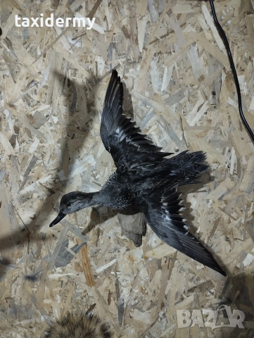 Препарирано зимно бърне.