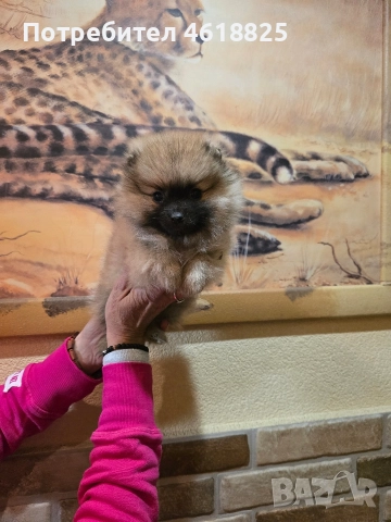 Померан женски , снимка 2 - Померан - 52942075