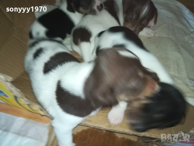 ДЖАК РЪСЕЛ 0509251724, снимка 5 - Джак ръсел териер - 51618265