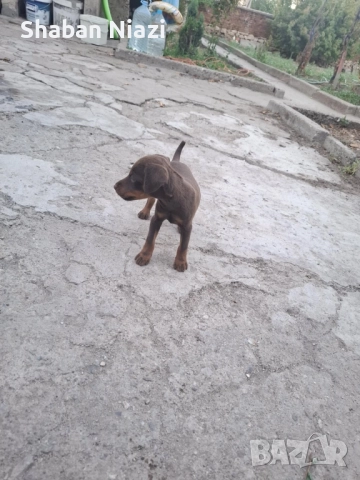 2 женски яктериечета., снимка 1