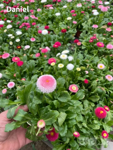 Теменужки и парички, снимка 13 - Градински цветя и растения - 53939781