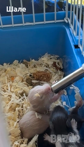 Сирийски Хамстерчета, снимка 4 - Хамстери - 54358079