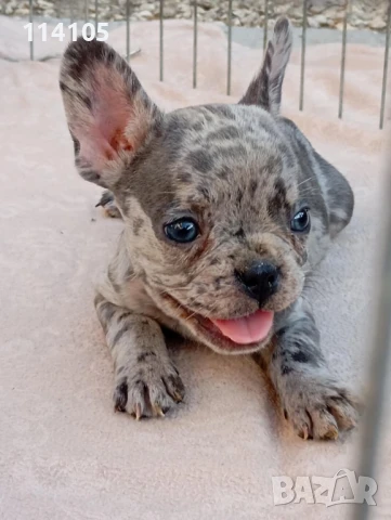 Френско булдоче -мерле, снимка 1