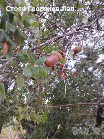 семена от каменен дъб , снимка 2 - Сортови семена и луковици - 53895109