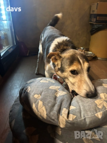 Добродушен Mладеж Tърси Дом, снимка 10 - Други - 53994566