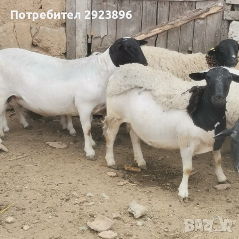 Овце Дорпер