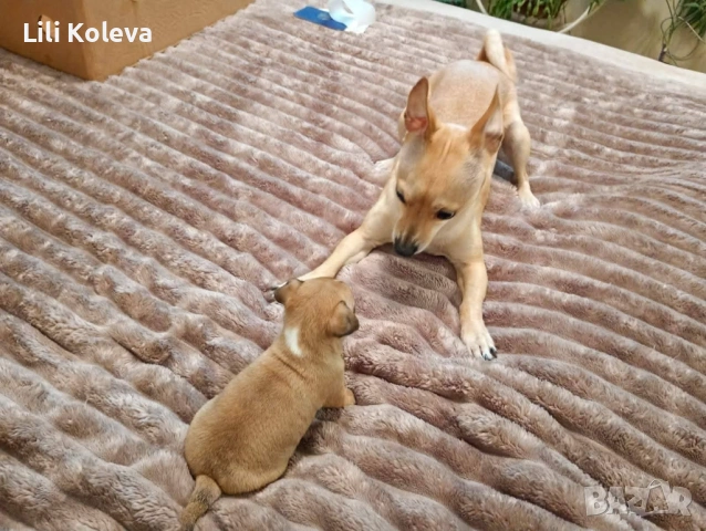 Домашни любимци , снимка 3 - Пинчер - 53101408