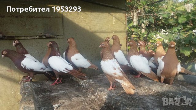 Бирмани млади и работещи  чифтове , снимка 4 - Гълъби - 42634790