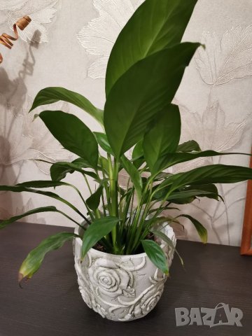 Спатифилиум, снимка 3 - Стайни растения - 32189822