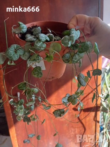 Вариегатна церопегия, снимка 3 - Стайни растения - 53257311