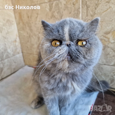 Женски екзотични персийски котки на 4,5 години 2,5 години и на 4 месеца.