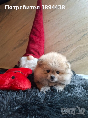 Померан женски, снимка 9 - Померан - 52693672