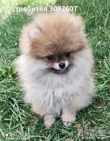 Померан момче, снимка 3 - Померан - 51135250