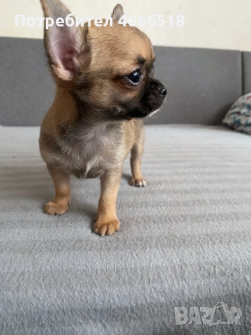 Очарователни кученца чихуахуа