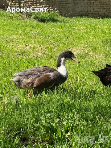 Патици, снимка 2 - Патици и гъски - 54330108