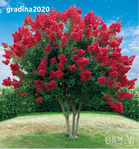 Лагерстремия -индийски люляк , снимка 4 - Градински цветя и растения - 45845737