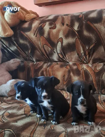 Продавам черни лабрадори, снимка 3 - Лабрадор ретривър - 48460923