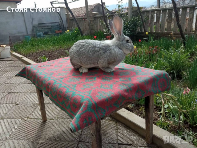 Зайци Чинчила