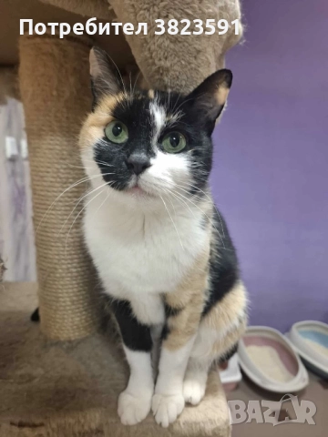 Търсим дом на женско котенце с направени ваксини, паспорт и изследвания, снимка 11 - Други - 52398990