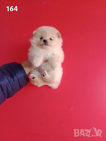Мъжки и женски Померани. Реални снимки от 12.01.26 г. , снимка 4 - Померан - 53015028
