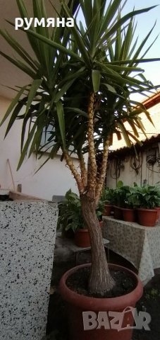 15г палма Юка височина 2. 80 м, снимка 1 - Градински цветя и растения - 38399716