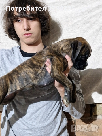 Боксер , снимка 7 - Боксер - 52847032